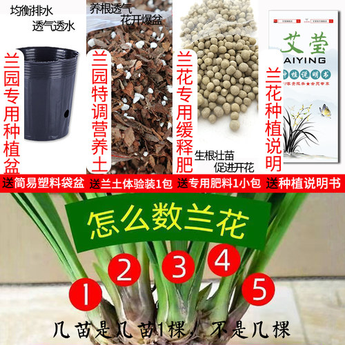 兰花苗盆栽名贵花卉金秋岁月 四季兰绿植客厅香兰夏带花苞出售 - 图1