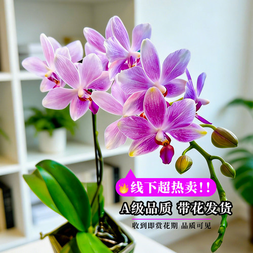艾莹精品蝴蝶兰紫水晶带花苞盆栽 新款名贵兰花苗客厅高端鲜花卉 - 图1