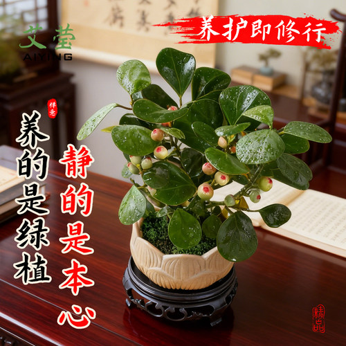 观心菩提中式禅意桌面盆栽带果发货 室内绿植花卉菩提树好养盆景 - 图0