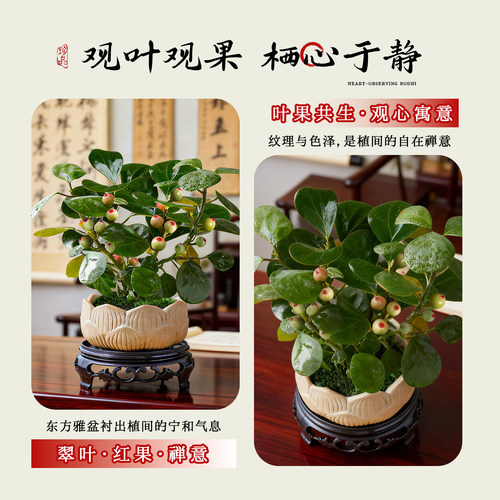 观心菩提中式禅意桌面盆栽带果发货 室内绿植花卉菩提树好养盆景 - 图3