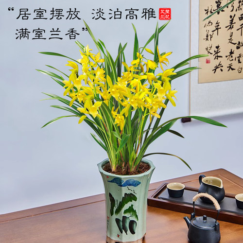 兰花苗盆栽名贵花卉金秋岁月 四季兰绿植客厅香兰夏带花苞出售 - 图0