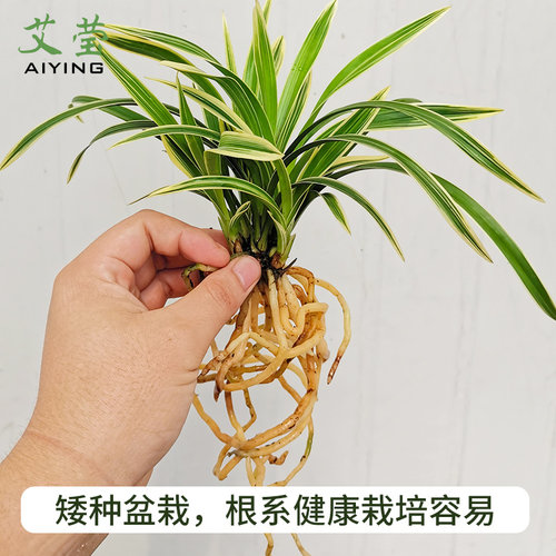 有香味的兰花苗 建兰矮种帝王妃 四季兰带金边艺浓香型室内外盆栽 - 图2