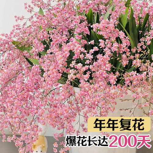 3色香水文心兰花苗梦香 冬带超多花苞美水培室内好养花卉盆栽绿植 - 图0