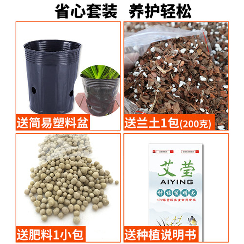 艾莹兰花苗盆栽 建兰天红 夏带花苞出售红素好养花卉四季室内好养 - 图3