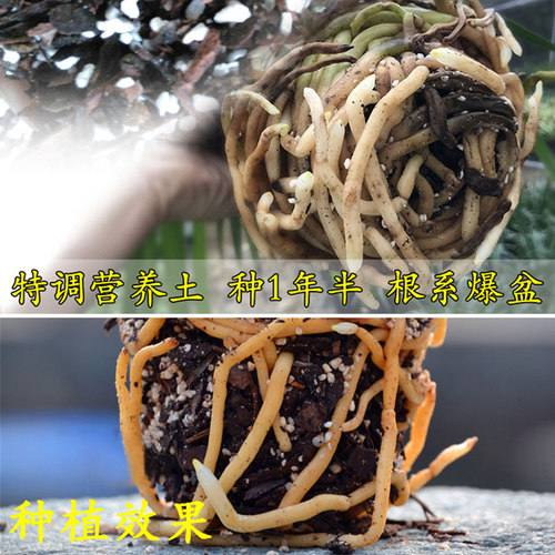通用型兰花土兰科专用营养君子兰铁皮石斛基质松树皮植料透气养根 - 图1