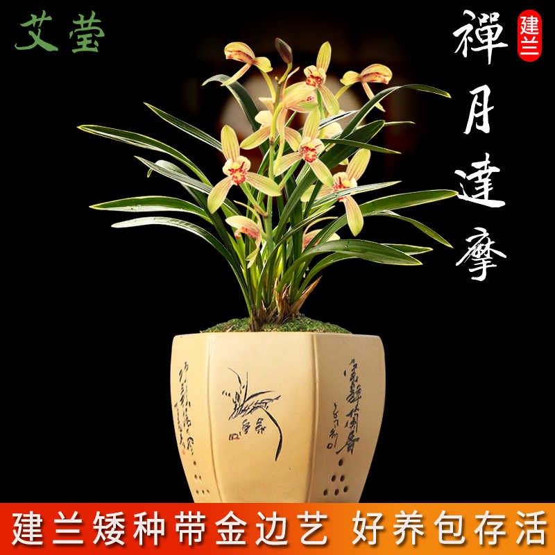 蘭花苗國蘭 Top 300件蘭花苗國蘭 23年2月更新 Taobao