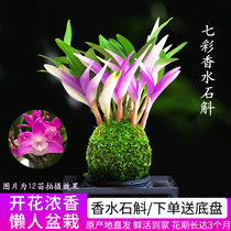 Colorful Fragrance Perfume Dendrobium orchid Four Seasons open to raise green with dense fragrant dendrobium to improve sleep and green plant purifying air