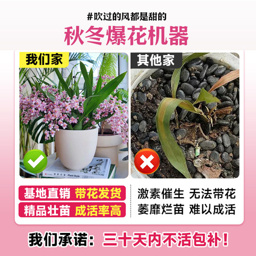 3色香水文心兰花苗梦香 冬带超多花苞美水培室内好养花卉盆栽绿植 - 图3