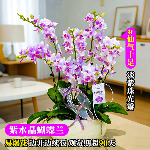 艾莹精品蝴蝶兰紫水晶带花苞盆栽 新款名贵兰花苗客厅高端鲜花卉 - 图0