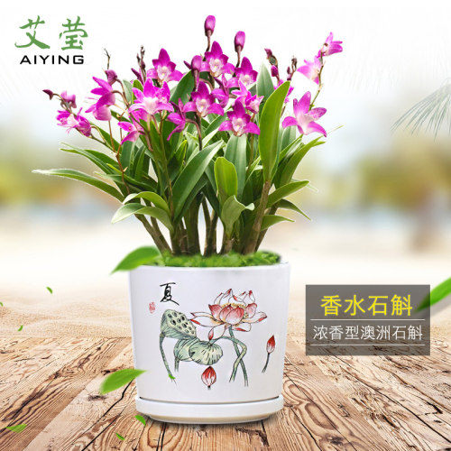 香水石斛兰花苗建兰夏带花苞泼墨文心兰黄金彩虹室内好养花卉盆栽 - 图1