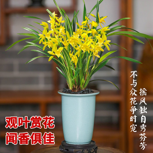 兰花苗盆栽名贵花卉金秋岁月 四季兰绿植客厅香兰夏带花苞出售 - 图2