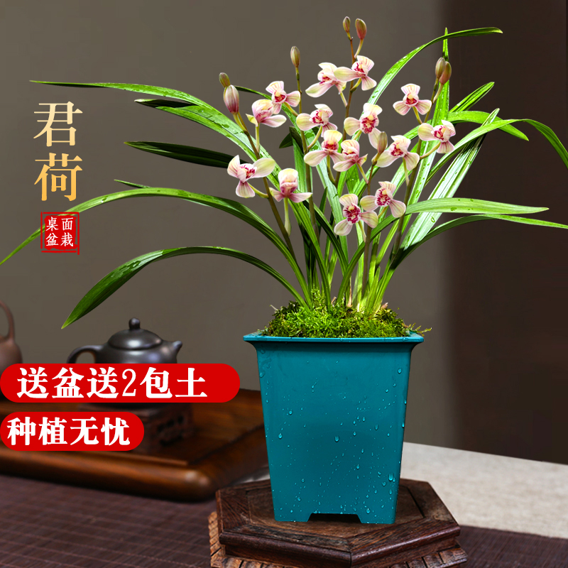 艾莹兰花苗四季建兰铭品君荷夏带花浓香好养室内阳台绿植花卉盆栽 - 图1