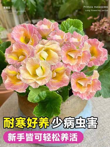 报春花盆栽带花苞适合冬天种不怕冻的花卉盆栽秋冬植物室内好养活-图0