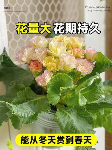 报春花盆栽带花苞适合冬天种不怕冻的花卉盆栽秋冬植物室内好养活-图1