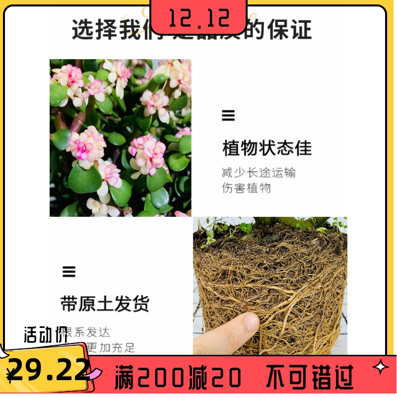 金枝玉叶盆栽老桩造型多肉植物大株稀有品种雅乐之舞室内桌面花卉-图1