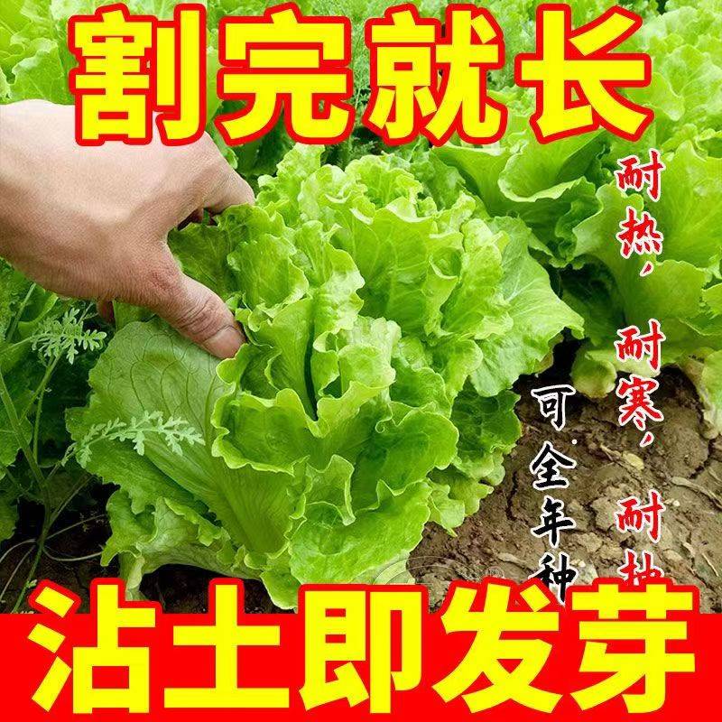 【割完又长】正宗甜脆意大利生菜种子生吃生菜籽农家蔬菜种子大全 - 图0