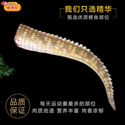 整条鳄鱼尾8斤 养殖鳄鱼尾肉 新鲜整条现杀鳄鱼肉鳄鱼尾巴肉 - 图0