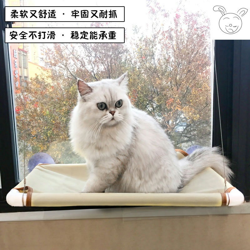 猫咪吊兰 新人首单立减十元 21年7月 淘宝海外 猫咪吊兰 新人首单立减十元 21年7月 淘宝海外