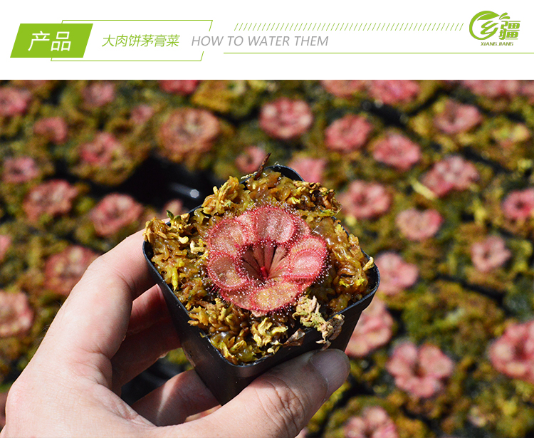基地直销【大肉饼茅膏菜】食虫植物捕蝇草驱蚊草多肉趣味绿植盆栽 - 图3