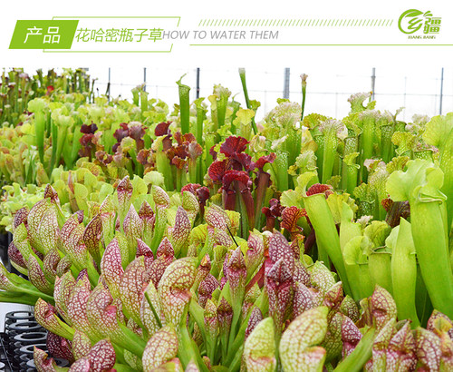 基地直销【花哈密瓶子草】食虫植物捕蝇草草多肉趣味绿植盆栽 - 图2