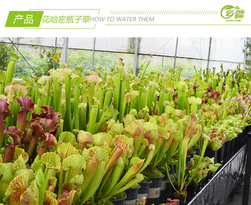 基地直销【花哈密瓶子草】食虫植物捕蝇草草多肉趣味绿植盆栽 - 图1