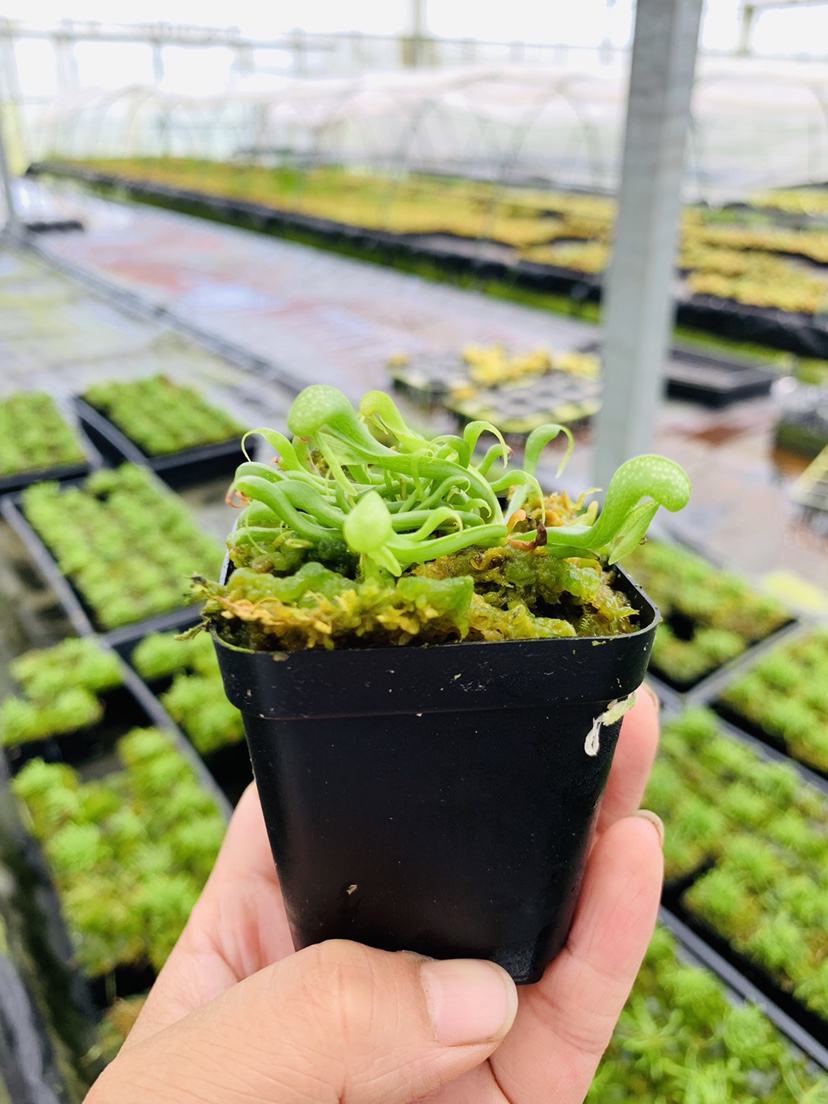 基地直销【眼镜蛇瓶子草】食虫植物驱蚊草趣味绿植盆栽收藏推荐 - 图1