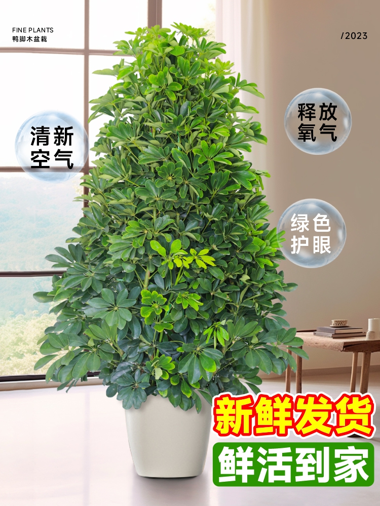 鸭脚木盆栽客厅绿植花卉室内大型八方来财鸭掌木七叶莲植物发财树-图1