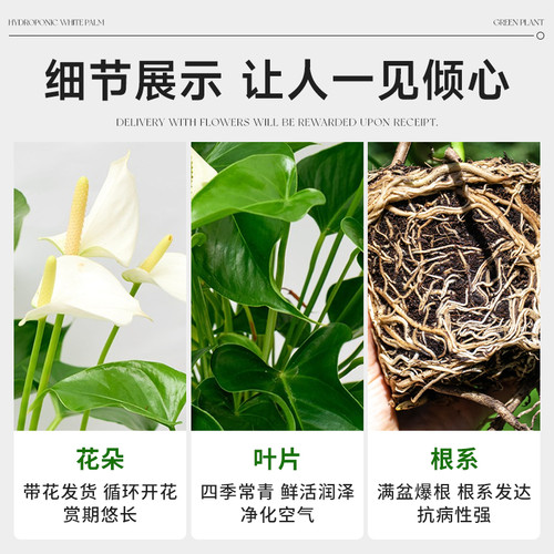 一帆风顺盆栽带花苞白掌绿植水培植物办公室内红掌花卉花好养易活 - 图1