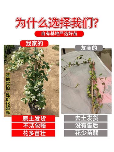 风车茉莉爬藤垂丝络石藤四季好养大苗室内阳台花卉盆栽常青绿植物 - 图0
