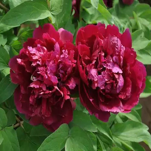 牡丹花苗盆栽正宗洛阳带花苞牡丹花种大苗缠枝重瓣花卉牡丹花树苗 - 图1