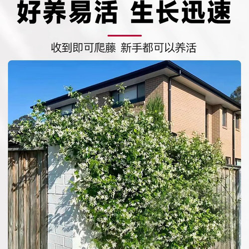 风车茉莉爬藤垂丝络石藤四季好养大苗室内阳台花卉盆栽常青绿植物 - 图2