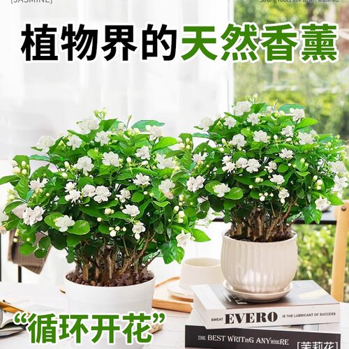 茉莉花苗盆栽花卉植物室内驱蚊开花栀子花水培好养绿植九里香四季 - 图2