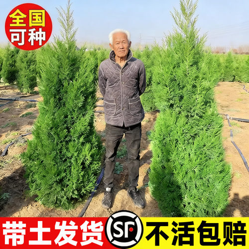 桧柏树树苗塔柏侧龙柏庭院行道风景大树园林工程绿化乔木四季常青 - 图1