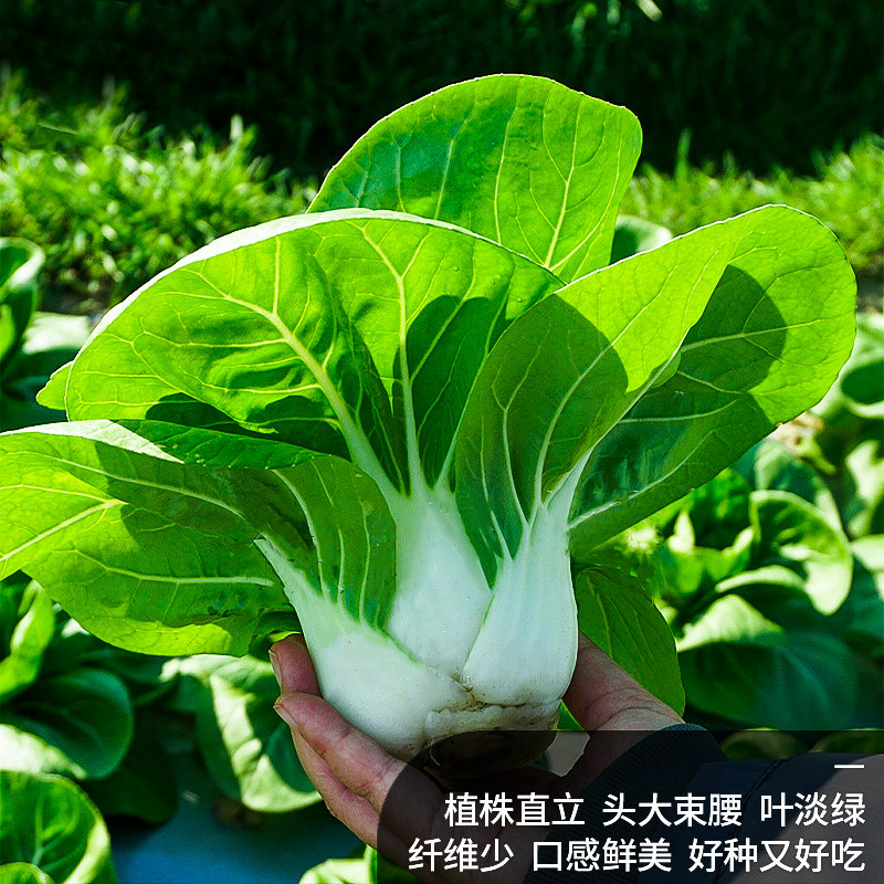 四季南京矮脚黄菜籽蔬菜籽苏州青种籽大全小白种子奶白菜种孑阳台 - 图2