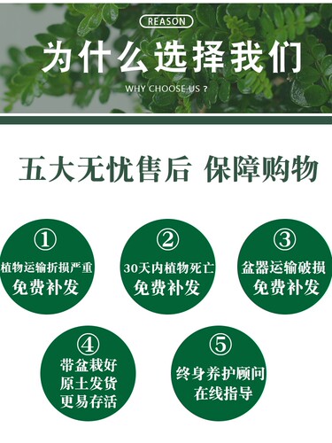 风车茉莉爬藤垂丝络石藤四季好养大苗室内阳台花卉盆栽常青绿植物 - 图1