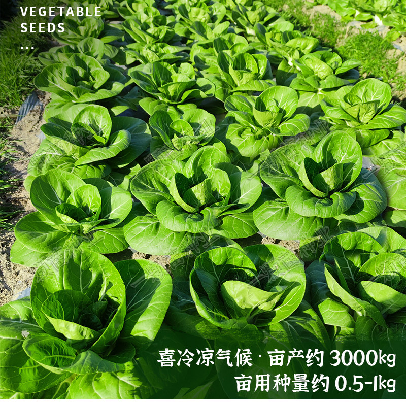 四季南京矮脚黄菜籽蔬菜籽苏州青种籽大全小白种子奶白菜种孑阳台 - 图0