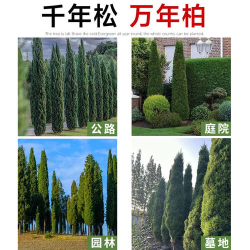 桧柏树树苗塔柏侧龙柏庭院行道风景大树园林工程绿化乔木四季常青 - 图3