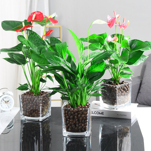 水培白掌盆栽一帆风顺绿植室内客厅花植物办公室红掌水养花卉四季 - 图0