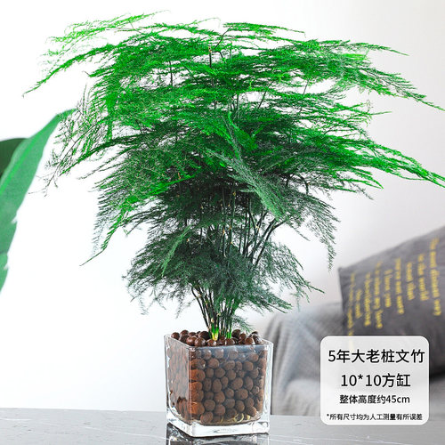 文竹盆栽花卉易活植物室内办公室水培桌面大全苗盆景四季常青绿植 - 图0
