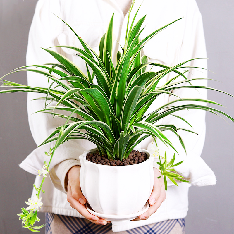 金边吊兰垂吊植物室内花卉盆栽青叶吊兰带花盆水养绿植好养易活 - 图3