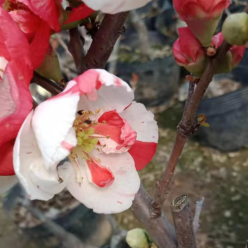 海棠花盆栽树苗盆景重瓣老桩庭院绿植物室内四季花卉开花好养包邮-图3