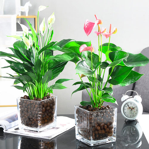 水培白掌盆栽一帆风顺绿植室内客厅花植物办公室红掌水养花卉四季 - 图1