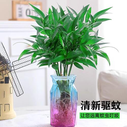 特大棵竹柏更驱蚊水培水养植物客厅办公室内四季常青绿植物驱虫竹 - 图1