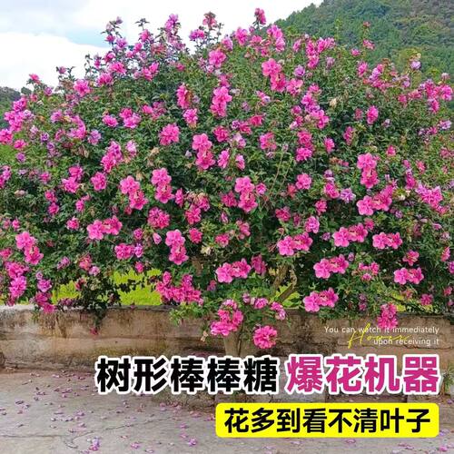 木槿花树苗重瓣棒棒糖室外老桩庭院阳台盆栽四季植物耐寒耐热花卉 - 图0