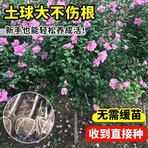 木槿花树苗重瓣棒棒糖室外老桩庭院阳台盆栽四季植物耐寒耐热花卉 - 图1