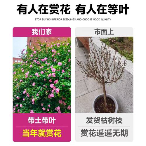 木槿花树苗重瓣棒棒糖室外老桩庭院阳台盆栽四季植物耐寒耐热花卉 - 图2