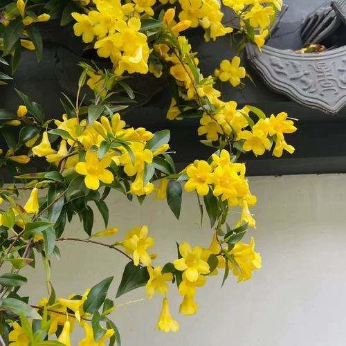 飘香藤盆栽双喜藤进口重瓣大叶大花杏色绿植带花苞红白色爬藤植物 - 图2