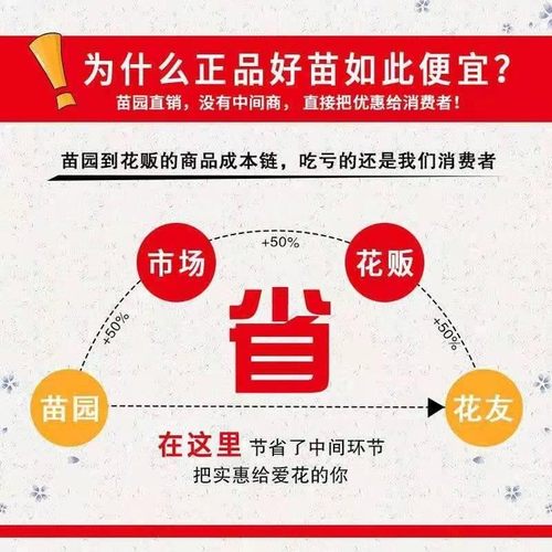 紫藤树苗爬藤植物普罗旺斯紫藤花苗庭院攀援藤条藤蔓花紫藤萝瀑布-图2