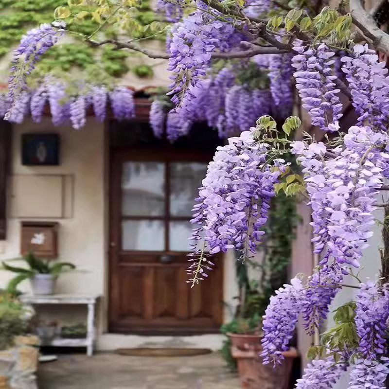 紫藤花树苗爬藤植物多花紫藤萝花苗庭院造景地栽老桩耐寒耐冻花卉 - 图1