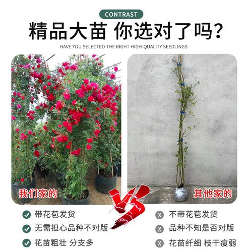 重瓣甜蜜红木香花苗树苗老桩大苗蔷薇花盆栽黄白木香耐寒爬藤植物 - 图2